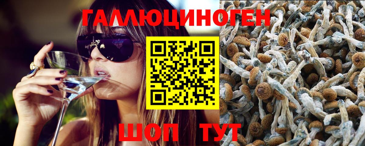 Псилоцибиновые грибы Psilocybe Домодедово